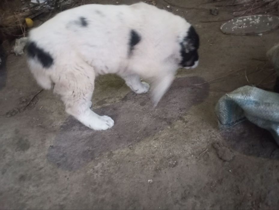 It sotiladi narxi 350ming