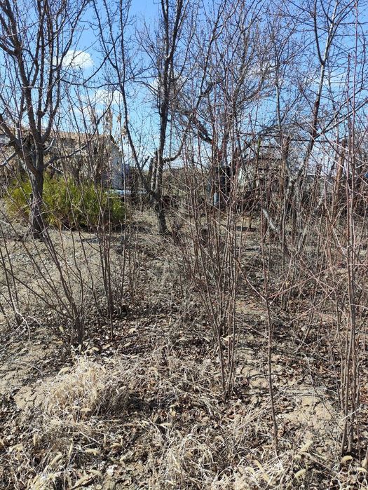 Саженцы местные.