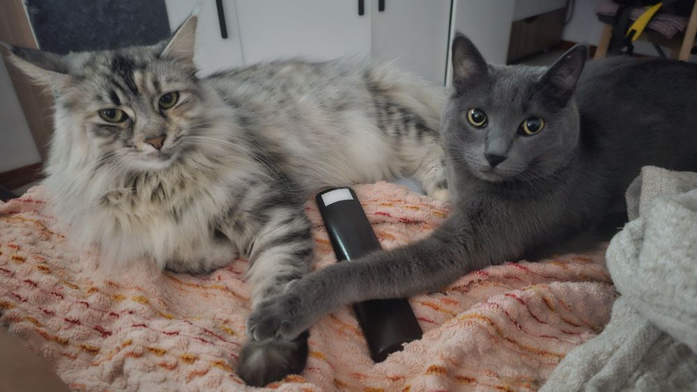 Отдам кошку в добрые руки
