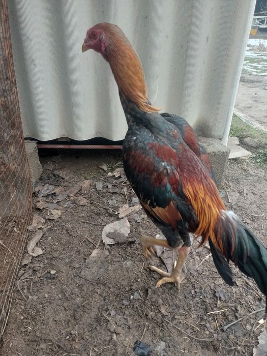 Дакан Шоше 9айлык