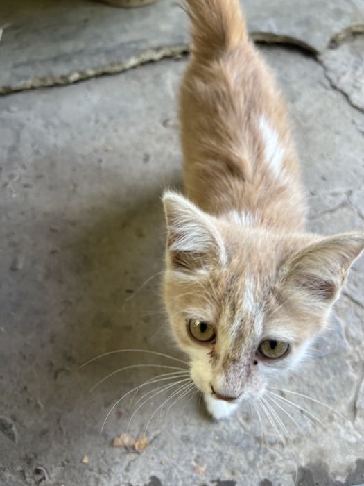Хороший, умный, котёнок