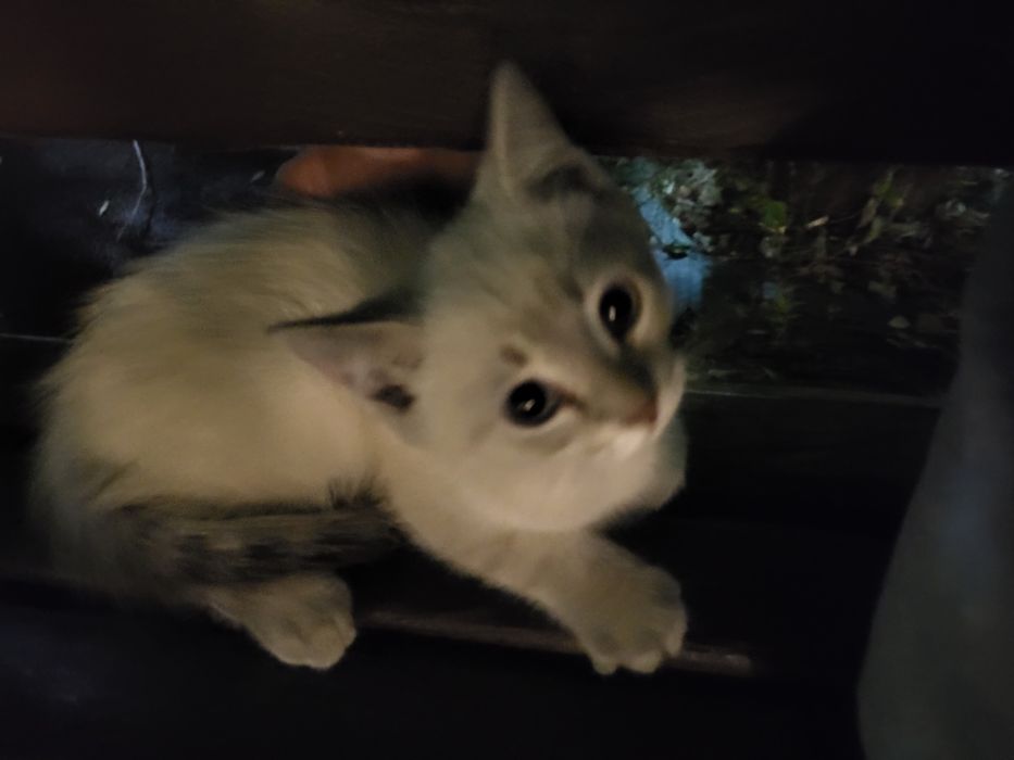 Котёнок сиамский в добрые руки