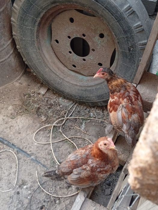 Продам карликов.
