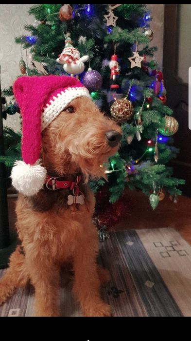 Эрдельтерьер вязка мальчик