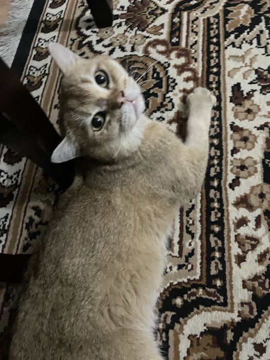 Британская короткошерстная