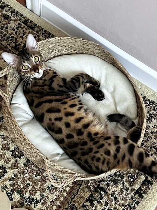 Бенгальский котик