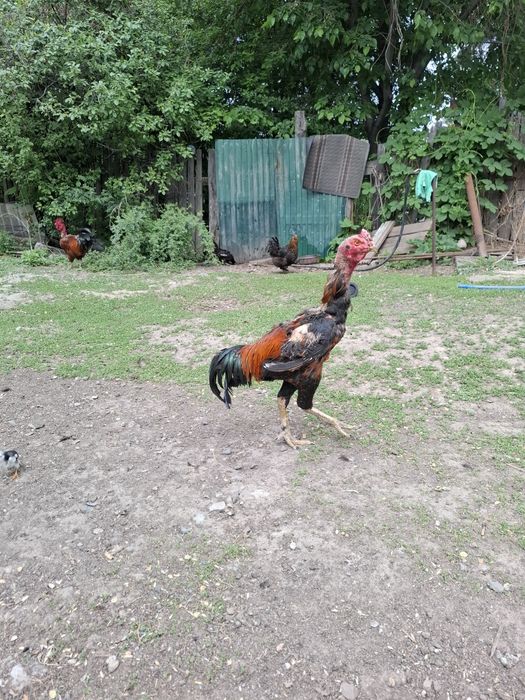 Продам дакана срочно