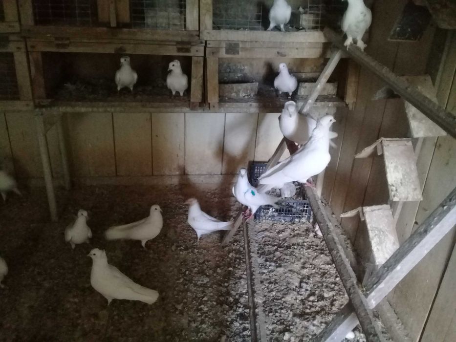 Продам бакинцы молодежь  голубей