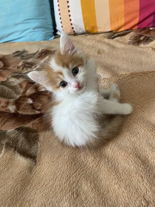 Отдам в хорошие руки котенка