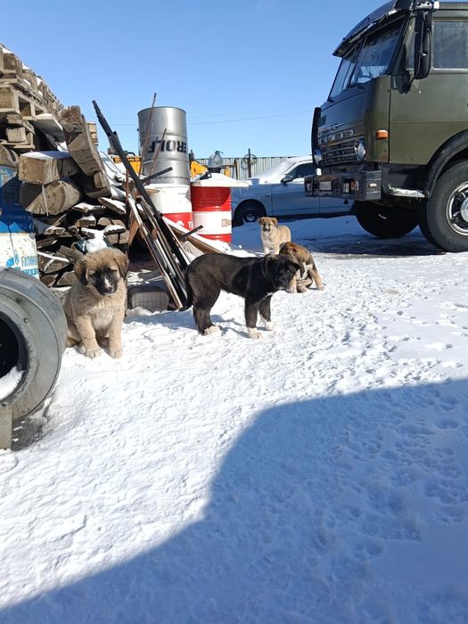 Отдам за хорошие руки шенки бесплотно