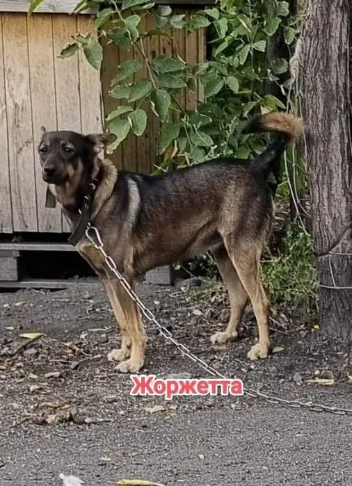 Дарю в добрые и ответственные руки