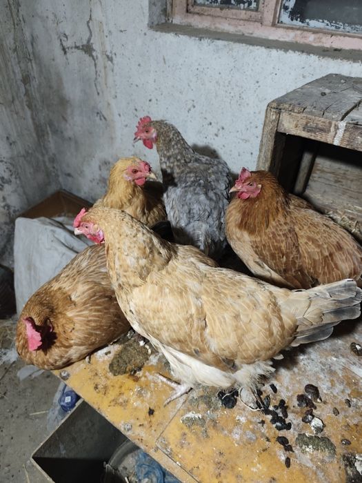 Продаются домашние куры где-то штук 5-6.