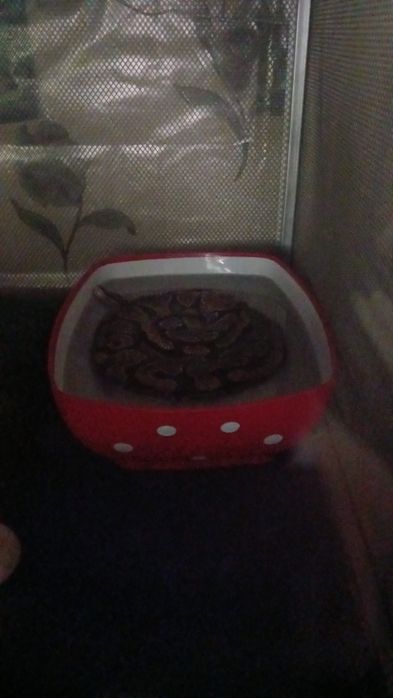 Королевский питон