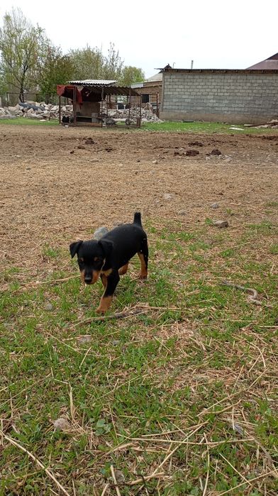 яктерер 30000тысачи