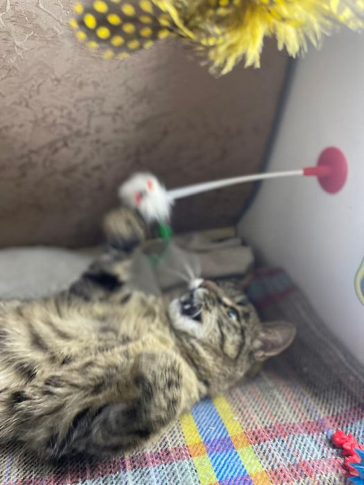 Отдам котенка девочка в добрые руки