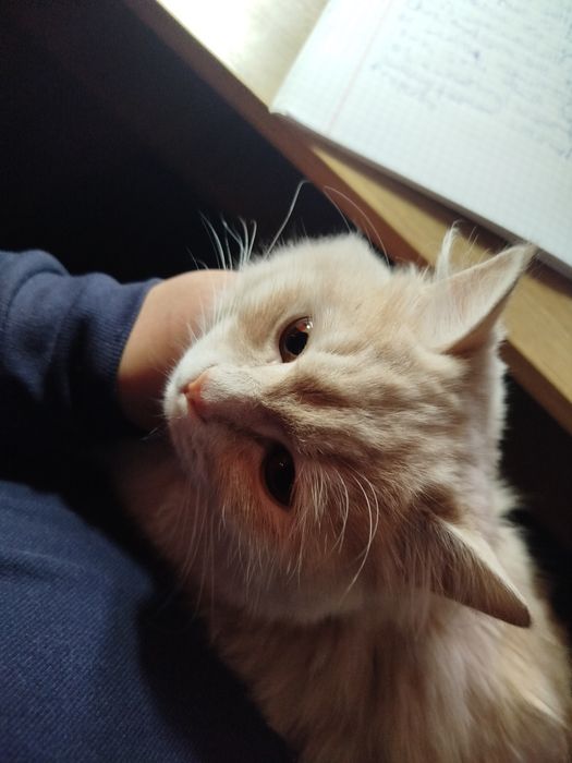 Mushuk qizbola shunga ogl sherik kerak