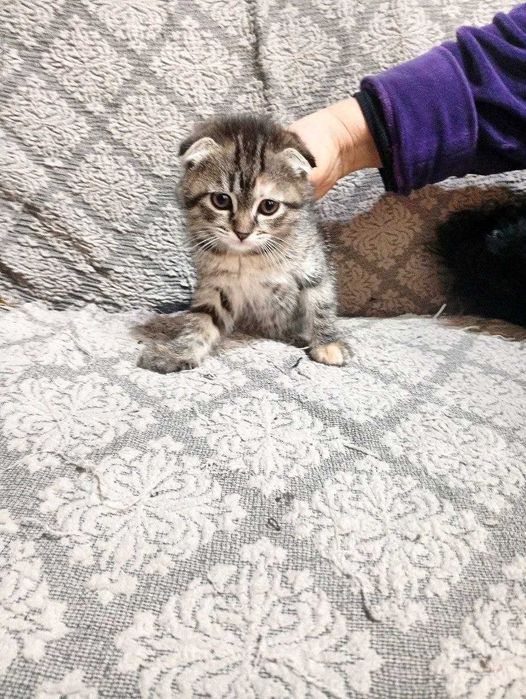 Скоттиш фолд вислоухий котята 2 месяца