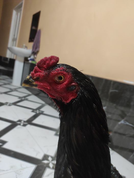 Немис зот шамо жужа сотилади