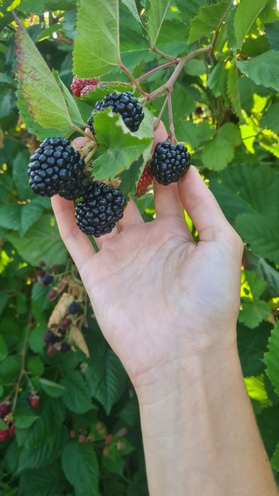 Gem si sirop din zmeura si mure