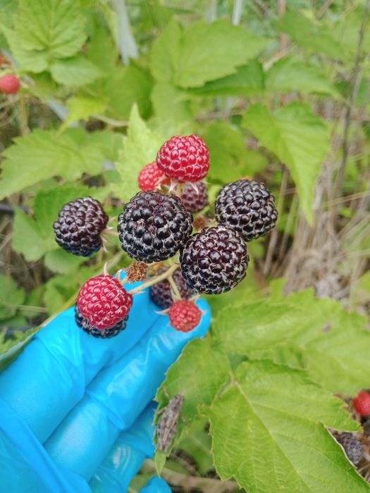 Продам саженцы чёрной малины