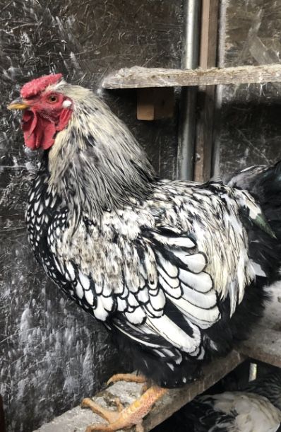 Urgent Cocosi rasa mare brahma, wiandotte, rhode island, cichinchina