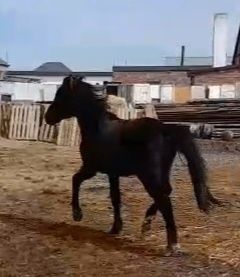 Құнан сатам немесе айырбастайм