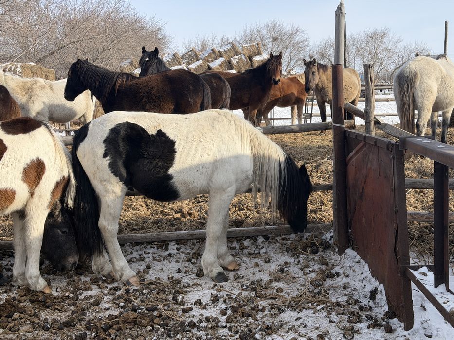 Айгыр 5лет обученная