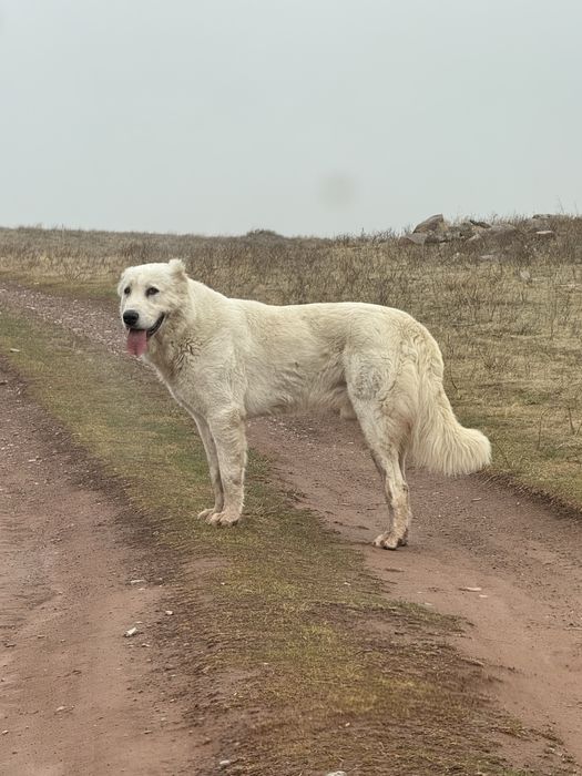 Продам кобелья бойца