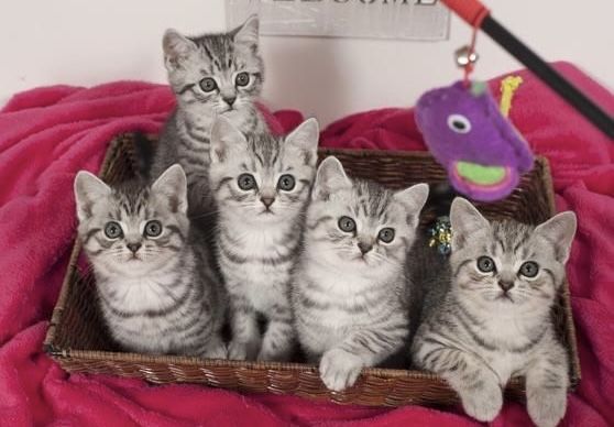 Вислоушки Прямоушки Котята