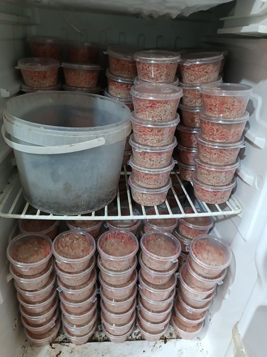 Опарыш, черви, жмых!!!