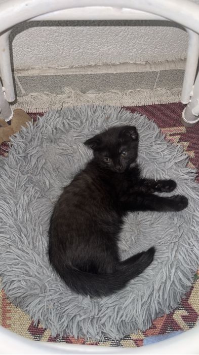 Котенок мальчик продаю