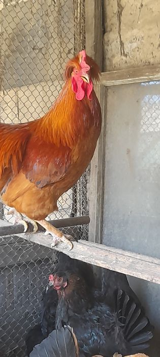 Продам петуха  недорого.