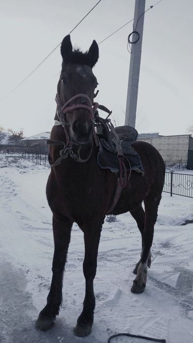 Айғыр жорға можно и на скачки