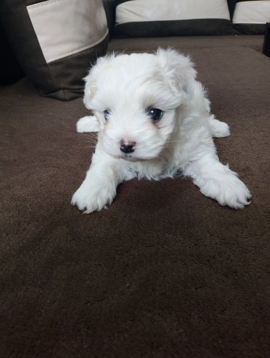 Малтийски булонка