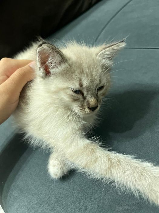 Котёнок 1 .5 месяц