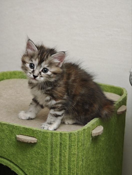 Кошечка курильский бобтейл