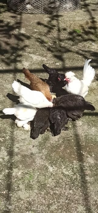 ЯПОНЧА оиласи {1+12} !!!