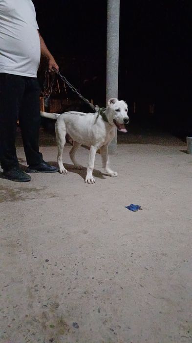 Алабай бойцовский