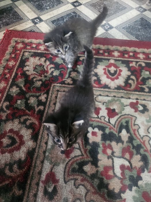Отдам котят,котёнка