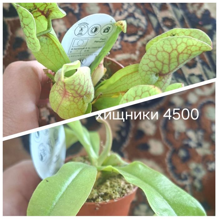 Продам комнатные цветы . Большой выбор.