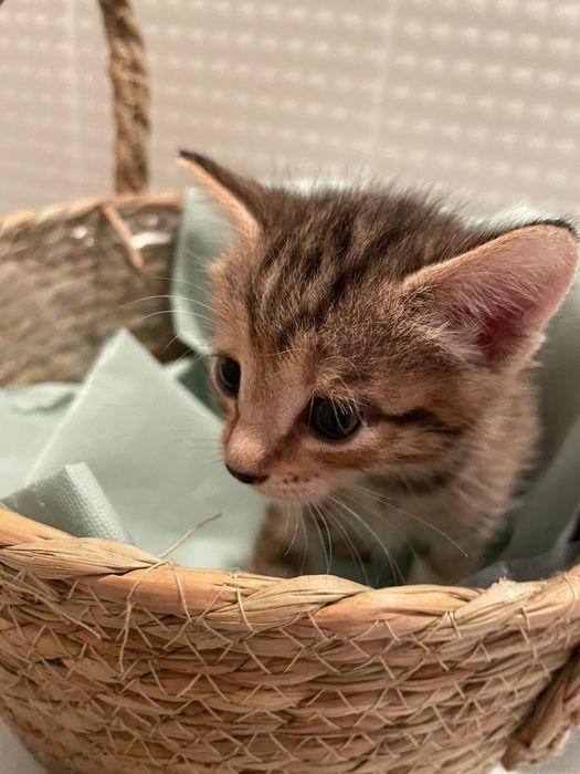 Отдам даром котят