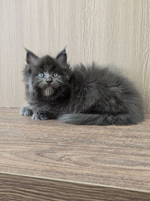 Мейн-кун девочка полидакт