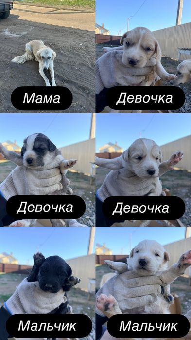 Отдадим щенков в добрые руки