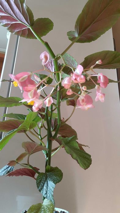 Бегония королевская и др. цветы.