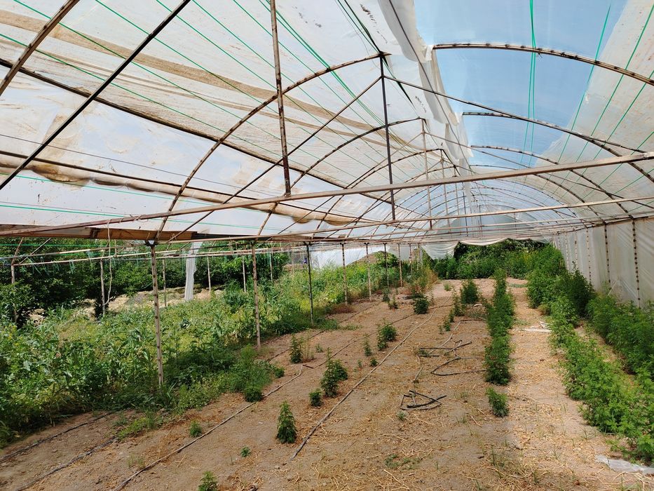 Parnik parnik parnik