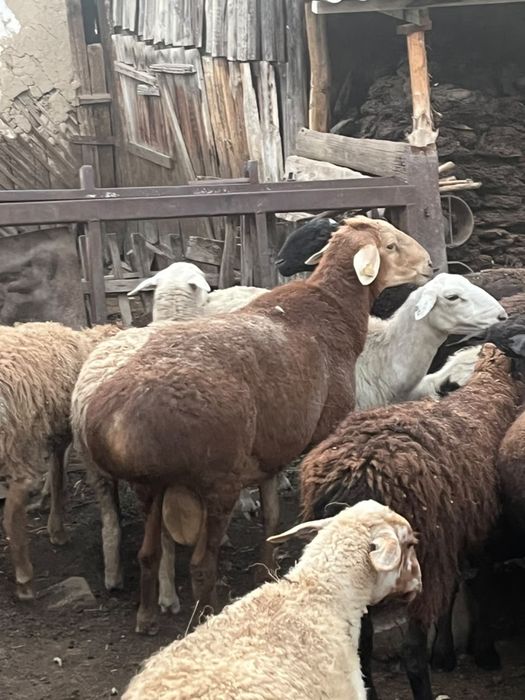 4 жасар қошқар кошкар