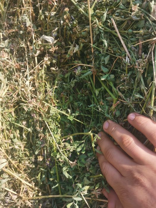 Baloți de lucernă de vânzare