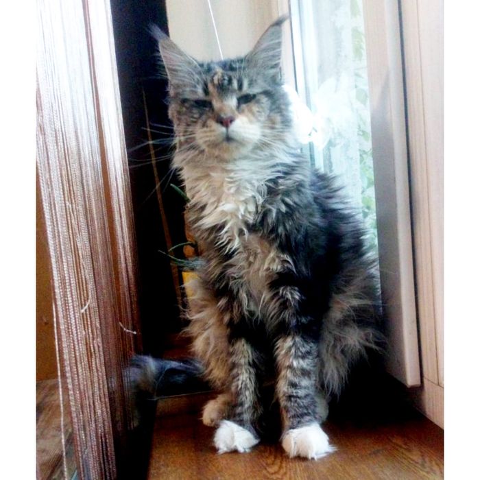 мейнкун (девочка) с родословной