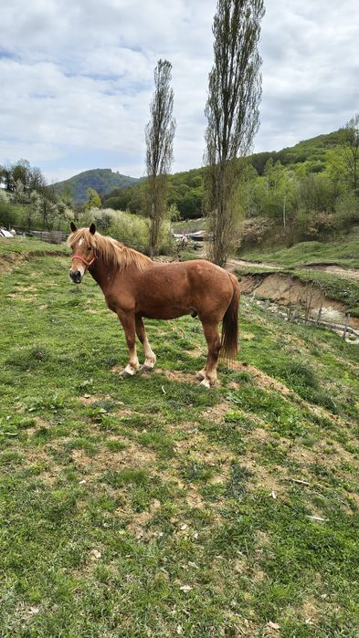 vând o iapă și un cal