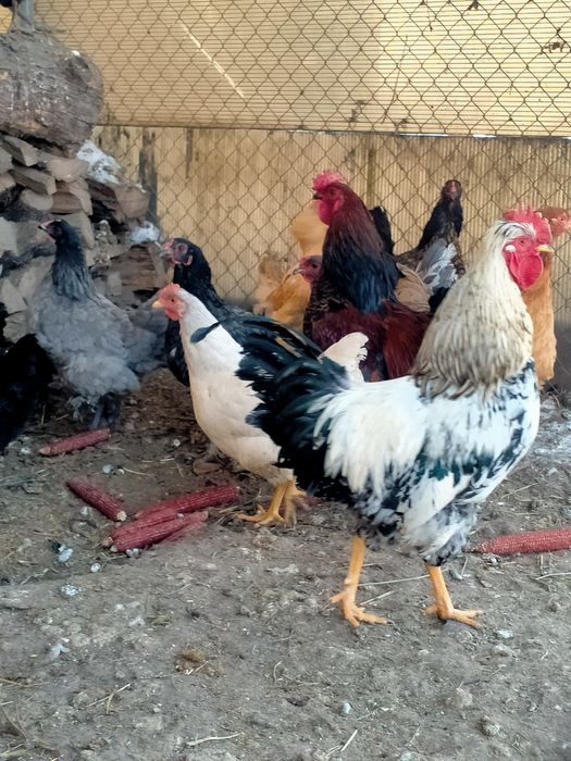 Яйца инкубационные продам